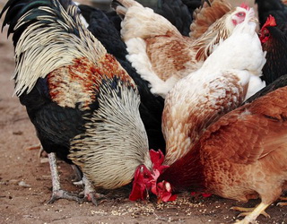 Пивні дріжджі є натуральною альтернативою антибіотикам для захисту птиці